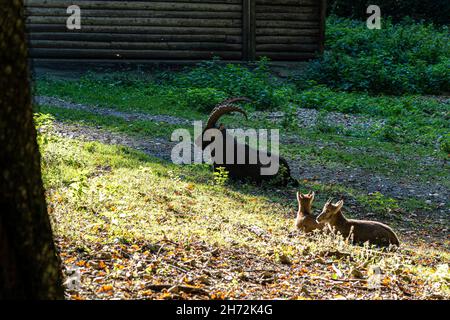 Fiero stambecco con corna grandi che giacciono sull'erba verde Foto Stock