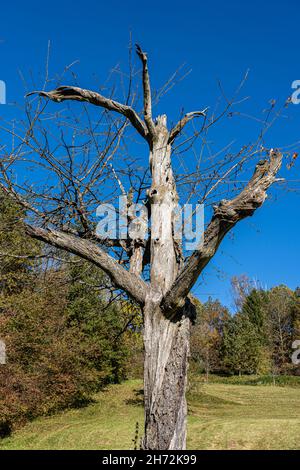 Albero solitario, vecchio e morto sul prato verde Foto Stock