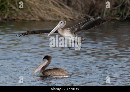 Il Pelican marrone della California grande e magnifico ha le ali grandi sparse mentre volano sopra un altro nuoto del pellicano nell'acqua dello stagno sotto. Foto Stock