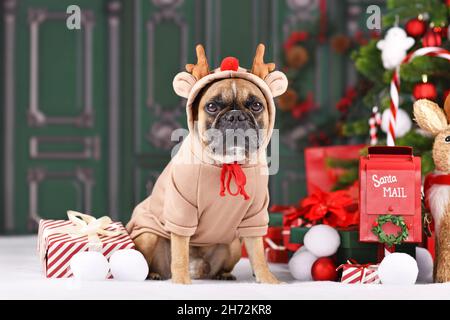 Cane da renna di Natale. Bulldog francese con maglione in costume con corna seduto accanto all'albero di Natale di fronte al muro verde Foto Stock