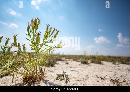 Bractless Stickleaf pianta in sabbia asciutta terra adiacente al Monument Rocks in Kansas Foto Stock