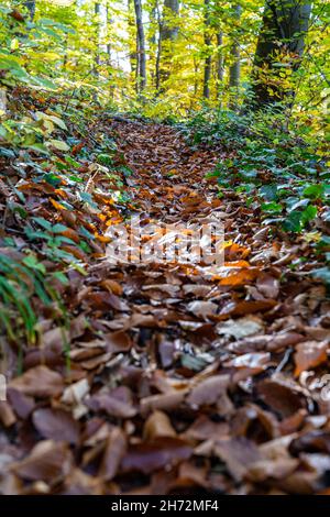 Alberi colorati nel mezzo della foresta autunnale lungo la corsia del bosco Foto Stock