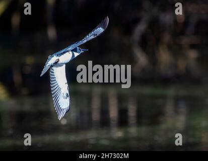 Martin pescatore con cintura maschile in volo Foto Stock