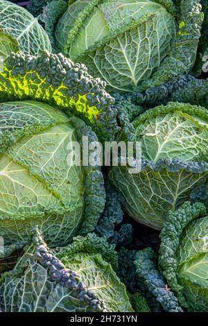 primo piano dei cabinati verdeggianti appena raccolti. cabinati che fanno un disegno astratto in tonalità di verde, verde verde verde verdeggiante cabages close-up. Foto Stock