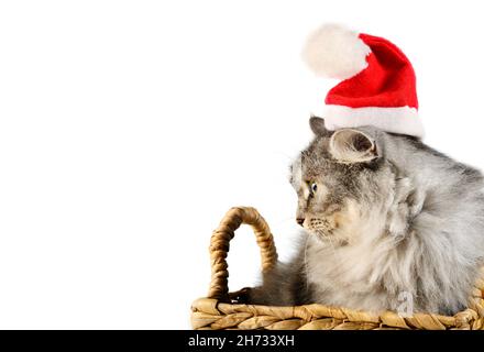 Bel gattino grigio con cappello di Santa, seduto in un cestino su sfondo bianco Foto Stock