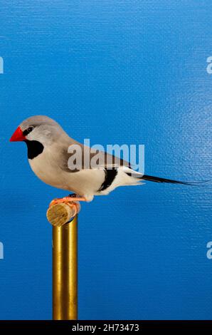 Spitzschwanzamadine - Poehila acuticauda - Finca a coda lunga Foto Stock