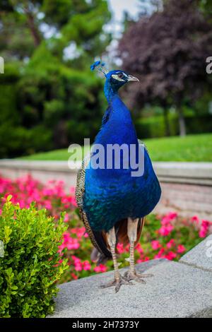 Peacock in un parco pubblico, (Parco del Retiro), Madrid. Foto scattata – 26 settembre 2021. Foto Stock