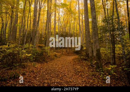 Le foglie gialle mettono in risalto la fitta foresta nel Parco Nazionale delle Great Smoky Mountains in autunno Foto Stock