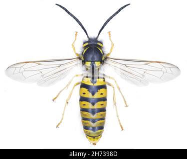 Campione di vespula germanica Foto Stock