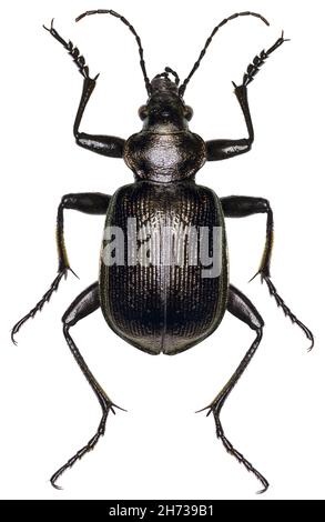 Campione di coleotteri di falosoma inquisitore Foto Stock