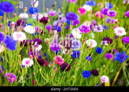 Campo di fiori di mais in fiore blu, viola, rosa, borgogna e bianco Foto Stock