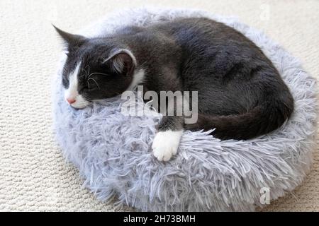 gattino grigio e bianco che dorme in un letto circolare di lavanda su tappeto di colore chiaro Foto Stock