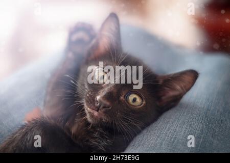 Il gattino nero si lecca sulla schiena su un primo piano del cuscino Foto Stock