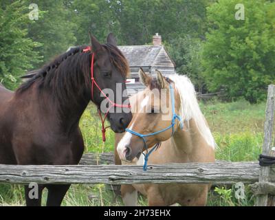 Primo piano di due cavalli, frisone scuro e curly chiaro, portato all'aperto in un ambiente rustico in una giornata di sole, estate. Foto Stock