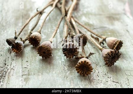 Teste di semi di papavero essiccate poggiate su una superficie rustica in legno con illuminazione naturale durante un accogliente ambiente pomeridiano Foto Stock