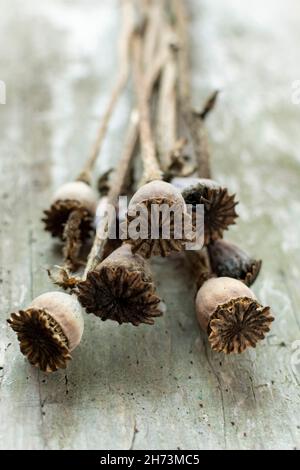 Teste di semi di papavero essiccate poggiate su una superficie rustica in legno con illuminazione naturale durante un accogliente ambiente pomeridiano Foto Stock