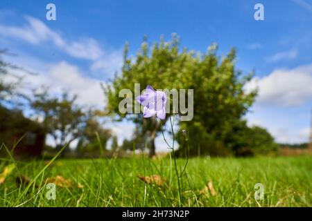 Campanula rotundifolia o campanella in un prato estivo in svezia con gocce d'acqua Foto Stock