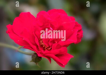 Fiore di Rosa 'Raymond Chenault' in un giardino in estate Foto Stock