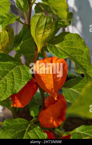 Physalis alkekengi - lanterne arancioni di physalis alkekengi tra le foglie verdi Foto Stock