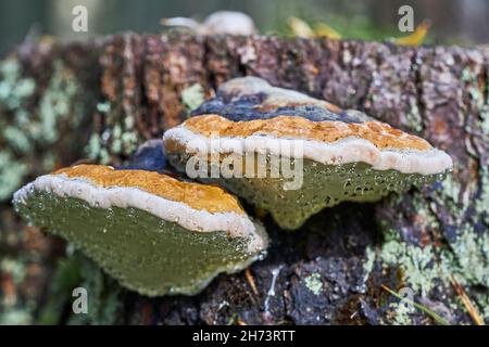 Tintura di funghi con il nome latino Fomitopsis pinicola nella foresta autunnale Foto Stock