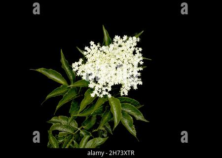 Primo piano fiore e foglie di Elder Bush, Sambucus nigra, su sfondo nero, studio girato Foto Stock