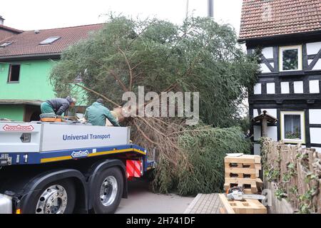 Turingia, Germania. 20 Nov 2021. 20 novembre 2021, Turingia, Königsee: Un abete rosso alto 17 metri è appeso ad una gru ed è caricato su un trasportatore. Il abete viene trasportato a Berlino e deve essere eretto di fronte alla porta di Brandeburgo. Per la settima volta, l'albero di Natale alla porta di Brandeburgo proviene dalla Turingia. L'illuminazione a Berlino avrà luogo il 28 novembre. Foto: Bodo Schackow/dpa-Zentralbild/dpa Credit: dpa Picture Alliance/Alamy Live News Foto Stock