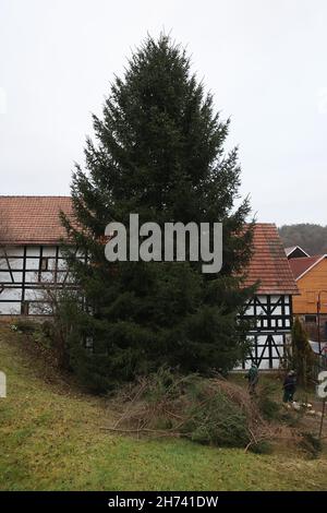 Turingia, Germania. 20 Nov 2021. 20 novembre 2021, Turingia, Königsee: Un abete rosso alto 17 metri è in piedi nel giardino di una proprietà ed è in preparazione per la rimozione. Il abete viene trasportato a Berlino e deve essere eretto di fronte alla porta di Brandeburgo. Per la settima volta, l'albero di Natale alla porta di Brandeburgo proviene dalla Turingia. L'illuminazione a Berlino avrà luogo il 28 novembre. Foto: Bodo Schackow/dpa-Zentralbild/dpa Credit: dpa Picture Alliance/Alamy Live News Foto Stock