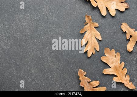 Foglie autunnali di quercia su sfondo scuro Foto Stock