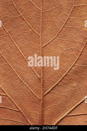 vista frontale primo piano macro texture di foglie marroni intricati dettagli durante l'autunno Foto Stock