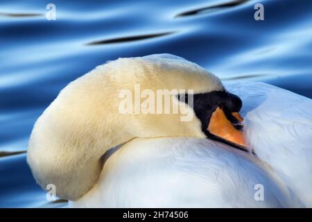 Un Mute Swan si riposa sulle rive di un mero. Questi sono tra i più grandi uccelli volanti del Regno Unito e sono una vista comune lungo i corsi d'acqua Foto Stock