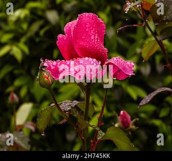 Bella rosa profumata chiamata Elbflorenz con gocce d'acqua. Giardino Botanico, KIT Karlsruhe, Germania, Europa Foto Stock