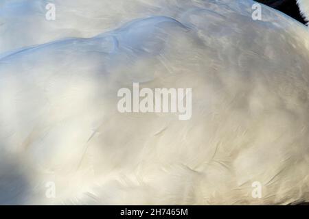 Il delicato piumaggio di un Mute Swan richiede un sacco di grooming e meticoloso preening per mantenerlo in buone condizioni sia per il volo che per il nuoto Foto Stock