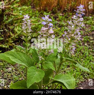 Salvia di Clario (Salvia; sclarea). KIT Karlsruhe, Baden Wuerttemberg, Germania Foto Stock