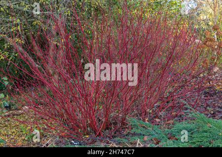 Cornus alba siberica, dogwood siberiano con i suoi rami di rosso fuoco che aggiungono colore al giardino Foto Stock