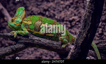 Camaleonte velato (Chamaeleo calyptratus), originario della penisola araba dello Yemen e dell'Arabia Saudita Foto Stock