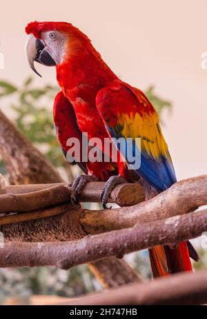 Il macaw del carlet (Ara macao) è un pappagallo sudamericano grande, rosso, giallo e blu Foto Stock