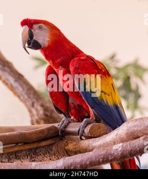 Il macaw del carlet (Ara macao) è un pappagallo sudamericano grande, rosso, giallo e blu Foto Stock