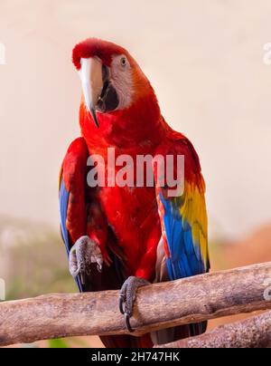 Il macaw del carlet (Ara macao) è un pappagallo sudamericano grande, rosso, giallo e blu Foto Stock