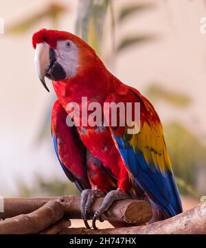 Il macaw del carlet (Ara macao) è un pappagallo sudamericano grande, rosso, giallo e blu Foto Stock