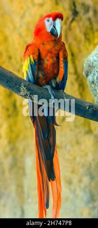 Il macaw del carlet (Ara macao) è un pappagallo sudamericano grande, rosso, giallo e blu Foto Stock