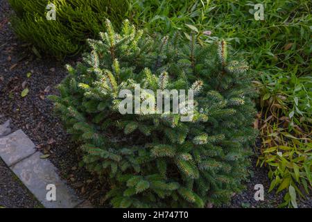 Picea sitchensis tenas l'abete di sitka, una piccola pianta compatta con un'abitudine stretta e bei aghi argentei verdi Foto Stock