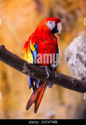 Il macaw del carlet (Ara macao) è un pappagallo sudamericano grande, rosso, giallo e blu Foto Stock