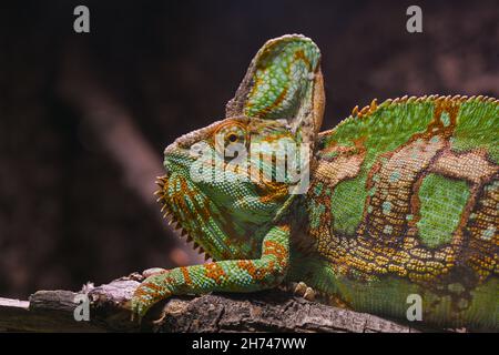 Camaleonte velato (Chamaeleo calyptratus), originario della penisola araba dello Yemen e dell'Arabia Saudita Foto Stock