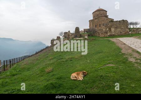 Cane che dorme sull'erba verde di fronte al Monastero di Jvari sulla cima del Monte Jvari vicino a Mtskheta, provincia di Mtskheta-Mtianeti, Georgia, Caucaso Foto Stock
