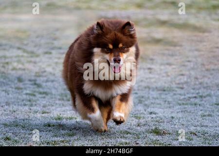 Finlandese Lapphund in una mattinata gelida Foto Stock