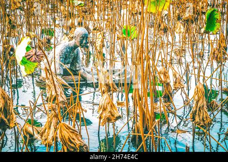 Appassito di loto sulla pianta naturale del Lago Ovest di Hangzhou in paesaggio laghetto. Foto Stock