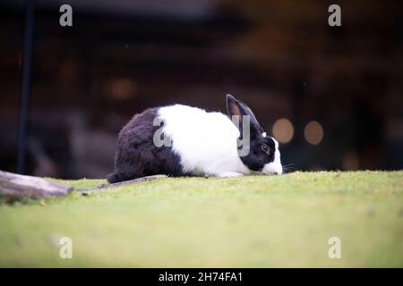 Bianco e nero bunny Foto Stock