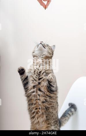 Grande gatto tabby si erge sulle gambe posteriori. Alimentazione. Foto Stock