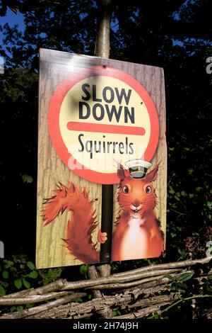 Red,Squirrel, warning,sign,hedge,slow,down,traffico,strada,Newtown,Isola di Wight,Inghilterra,UK Foto Stock