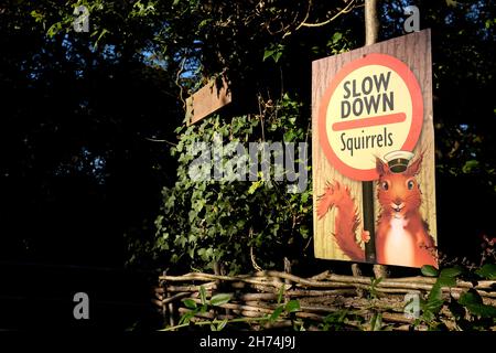 Red,Squirrel, warning,sign,hedge,slow,down,traffico,strada,Newtown,Isola di Wight,Inghilterra,UK Foto Stock